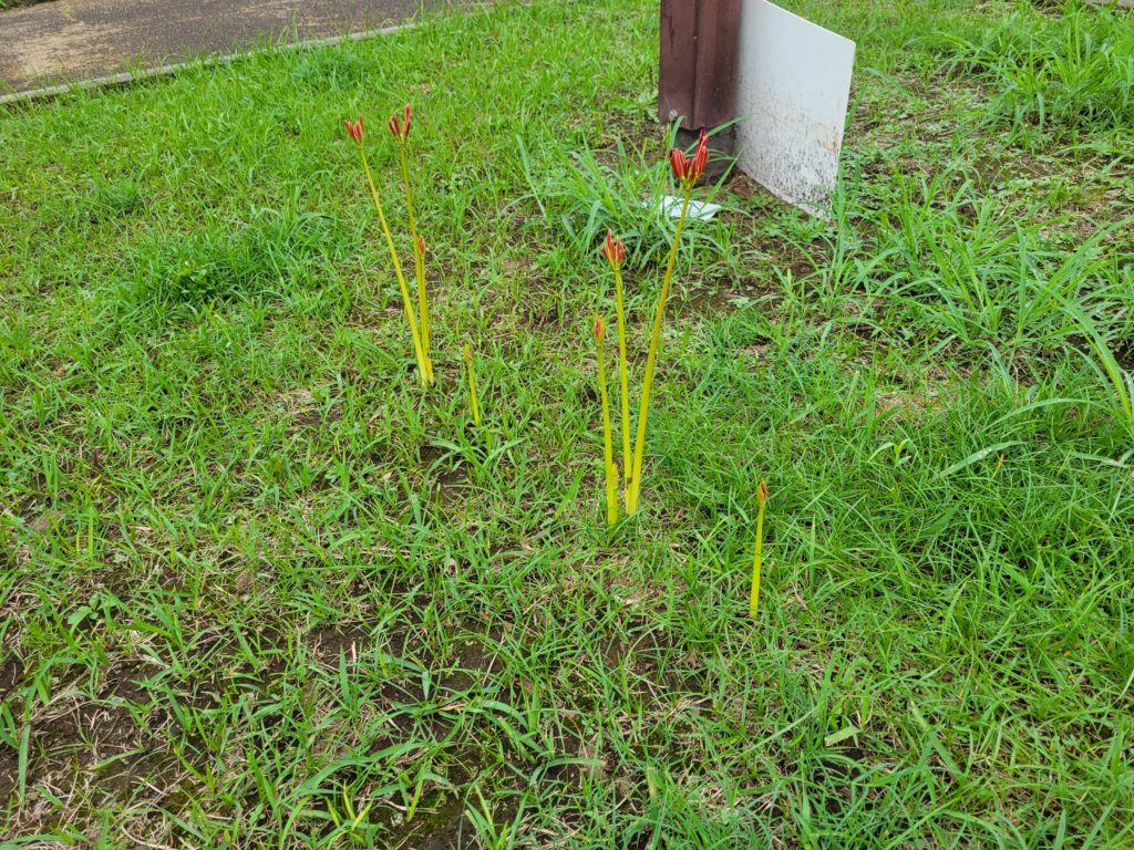 画像に alt 属性が指定されていません。ファイル名: 20210912_125804-1024x768.jpg